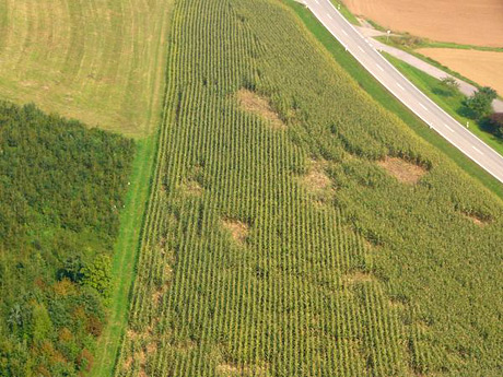 Versicherungsaufnahmen Wildschäden